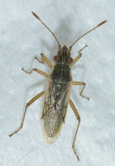 Agraphopus lethierryi