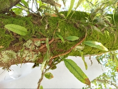 Microgramma squamulosa