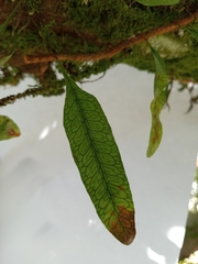 Microgramma squamulosa