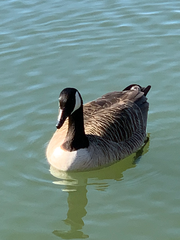 Branta canadensis