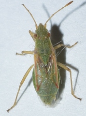 Agraphopus lethierryi