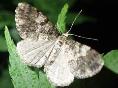 Alcis angulifera