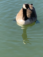 Branta canadensis