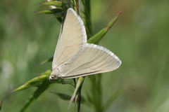 Lithostege odessaria