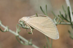 Lithostege odessaria