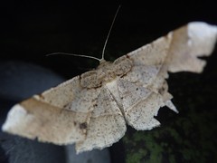 Krananda latimarginaria