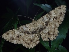 Racotis boarmiaria