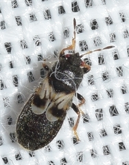 Dimorphopterus brachypterus