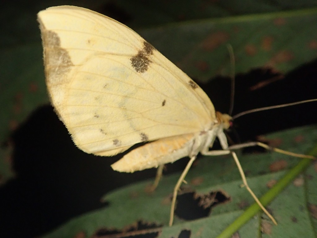 Gandaritis fixseni