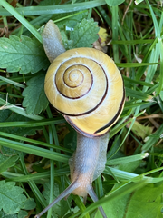 Cepaea nemoralis