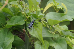 Anoplophora chinensis