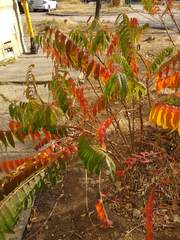 Rhus