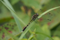 Orthetrum albistylum speciosum