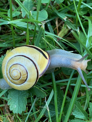 Cepaea nemoralis