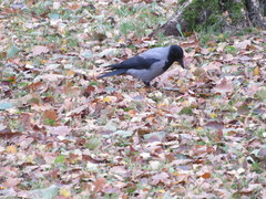 Corvus cornix
