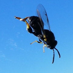 Brachymeria tibialis