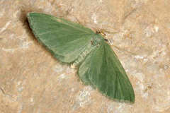 Celonoptera mirificaria