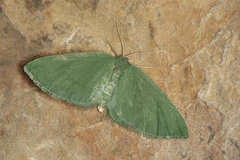 Celonoptera mirificaria