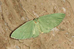 Celonoptera mirificaria