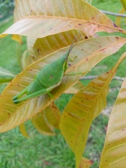 Sphenarium mexicanum
