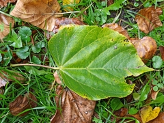 Tilia cordata