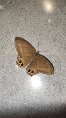 Lethe syrcis