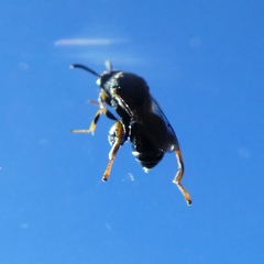 Brachymeria tibialis