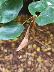 Tilia cordata