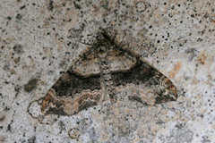 Oulobophora externaria