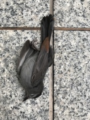 Dumetella carolinensis