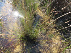 Schoenus ligulatus