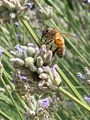 Apis mellifera
