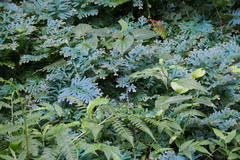 Selaginella uncinata
