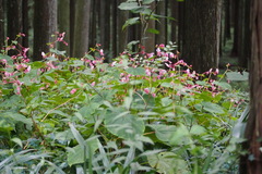 Begonia grandis