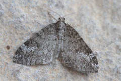 Perizoma parahydrata