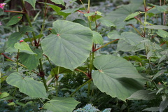 Begonia grandis