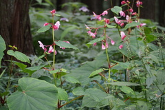 Begonia grandis