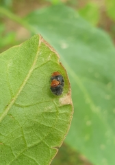 Cryptolaemus montrouzieri