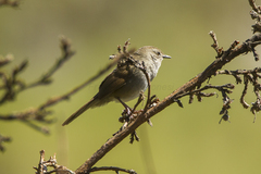 Barratt's Warbler photo 3