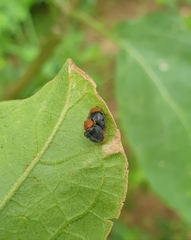 Cryptolaemus montrouzieri