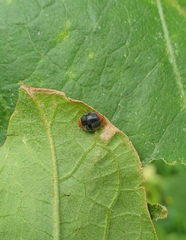 Cryptolaemus montrouzieri