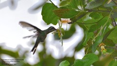 Cynanthus forficatus