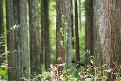 Cardiocrinum cordatum