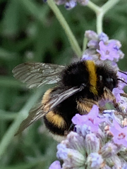 Bombus