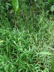 Muhlenbergia mexicana