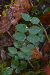 Lathyrus ochroleucus