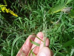 Muhlenbergia mexicana