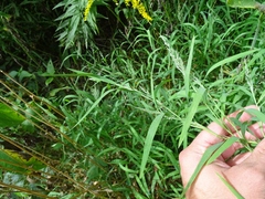Muhlenbergia mexicana