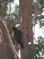 Dryocopus martius martius