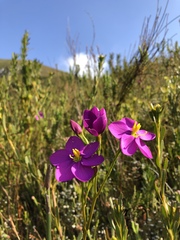 Chironia jasminoides